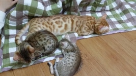 잔다냥.. - 뽐뿌:자유갤러리 잔다냥..