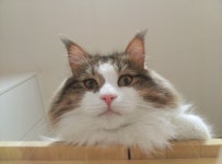 노르웨이숲고양이 - 뽐뿌:자유갤러리 노르웨이숲고양이