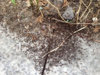 뽐뿌:자유게시판 - 판교역 동편 버스정류장 침공당했네요 판교역 동편 버스정류장 침공당했네요