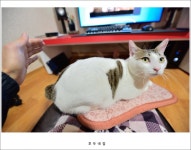 호두네입니다. - 뽐뿌:자유갤러리 호두네입니다.