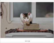 호두네입니다. - 뽐뿌:자유갤러리 호두네입니다.