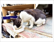 호순이네 근황입니다. - 뽐뿌:자유갤러리 호순이네 근황입니다.