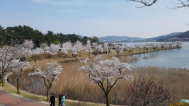 경주 보문호수 벚꽃놀이 후기 - 뽐뿌:자유게시판 경주 보문호수 벚꽃놀이 후기