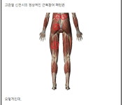 장코치 근육학. 장요근/대둔근의 길항작용과 햄스트링과활성화로 인한 둔근 complex의 기능부전 - 뽐뿌:건강/헬스 장코치 근육학. 장요근... 