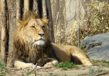 옥이네 올킬에서 꽈배기그릴과 화로대를 파는데... - 뽐뿌:캠핑포럼 옥이네 올킬에서 꽈배기그릴과 화로대를 파는데...