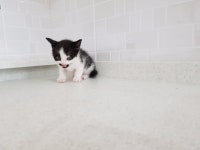 아깽이.. 다섯마리 분양 합니다.. - 뽐뿌:동식물포럼 아깽이.. 다섯마리 분양 합니다..