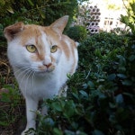 뽐뿌:여행포럼 - 북해도 레일패스 사야할까요? 투어를 끊는게 좋을까요? 북해도 레일패스 사야할까요? 투어를 끊는게 좋을까요?