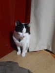 고양이 카페 와서 힐링 ~~~ 넘 귀엽네요 - 뽐뿌:자유게시판 고양이 카페 와서 힐링 ~~~ 넘 귀엽네요