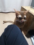 고양이 카페 와서 힐링 ~~~ 넘 귀엽네요 - 뽐뿌:자유게시판 고양이 카페 와서 힐링 ~~~ 넘 귀엽네요