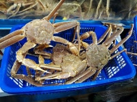 기장대게 - 뽐뿌:자유갤러리 기장대게