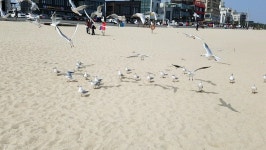 강릉에서 갈매기와 ㅋㅋ - 뽐뿌:자유게시판 강릉에서 갈매기와 ㅋㅋ