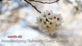 매빅에어로 촬영한 순천향대학교 벚꽃 - 뽐뿌:드론포럼 매빅에어로 촬영한 순천향대학교 벚꽃