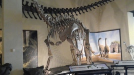 뽐뿌:자유갤러리 - 경남 고성군에  있는 공룡박물관을 다녀 왔습니다. 경남 고성군에  있는 공룡박물관을 다녀 왔습니다.