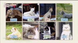 전 효리네 민박2 오면서 개인적으로 가장 아쉬운건 - 뽐뿌:자유게시판 전 효리네 민박2 오면서 개인적으로 가장 아쉬운건