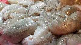 GS프레쉬 양천센터 생물 주꾸미 500g 3000원 떨이상품.... - 뽐뿌:자유게시판 GS프레쉬 양천센터 생물 주꾸미 500g 3000원 떨이상품....