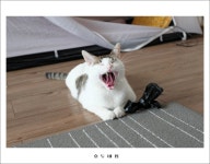 간만에 호두네 입니다. - 뽐뿌:자유갤러리 간만에 호두네 입니다.