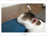 간만에 호두네 입니다. - 뽐뿌:자유갤러리 간만에 호두네 입니다.