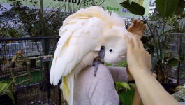 뽐뿌:모바일갤러리 - 앵무새 체험동물원 앵무새 체험동물원