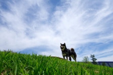 뽐뿌:자유갤러리 - 개버랜드 시바 개버랜드 시바