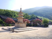 뽐뿌:캠핑포럼 - 밀양 송림야영장 이제 좀 시원하네요. 밀양 송림야영장 이제 좀 시원하네요.