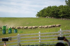 뽐뿌:자유게시판 - 평창 삼양 목장 평창 삼양 목장