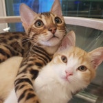 뽐뿌:자유게시판 - 집에온지 두달된 두냥이 자랑해봅니다 ㅎㅎ 집에온지 두달된 두냥이 자랑해봅니다 ㅎㅎ