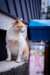 뽐뿌:자유갤러리 - 우리 동네 길냥이는 참 이쁘죠~? 우리 동네 길냥이는 참 이쁘죠~?