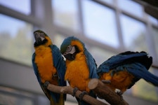 대전오월드 버드랜드 - 뽐뿌:자유갤러리 대전오월드 버드랜드