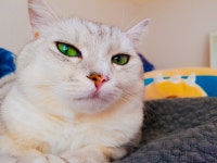 뽐뿌:자유갤러리 - 고양이 사진입니다. 고양이 사진입니다.