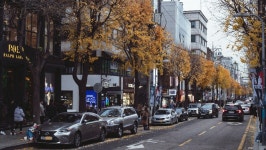 뽐뿌:자유게시판 - 가로수길.jpg 가로수길.jpg