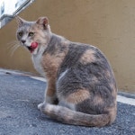 우리 고양이 어미랑 비슷한 고양이 자갤에서 찾았어요 - 뽐뿌:자유게시판 우리 고양이 어미랑 비슷한 고양이 자갤에서 찾았어요