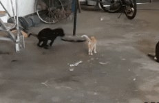 뽐뿌:유머/감동 - 얄미운 고양이 얄미운 고양이