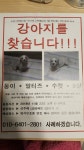 뽐뿌:자유게시판 - 부산 신주례엘지아파트 강아지 납치? 부산 신주례엘지아파트 강아지 납치?