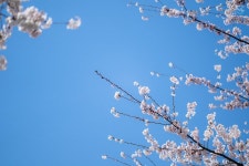 산책하며 찍었던 벚꽃 - 뽐뿌:자유갤러리 산책하며 찍었던 벚꽃