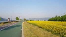 덕소 - 구리 - 암사대교 자전거 도로 꽃풍경 사진입니다 - 뽐뿌:자유갤러리 덕소 - 구리 - 암사대교 자전거 도로 꽃풍경 사진입니다