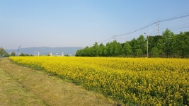 덕소 - 구리 - 암사대교 자전거 도로 꽃풍경 사진입니다 - 뽐뿌:자유갤러리 덕소 - 구리 - 암사대교 자전거 도로 꽃풍경 사진입니다