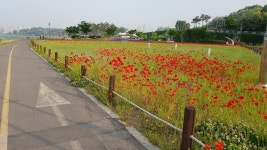 덕소 - 구리 - 암사대교 자전거 도로 꽃풍경 사진입니다 - 뽐뿌:자유갤러리 덕소 - 구리 - 암사대교 자전거 도로 꽃풍경 사진입니다