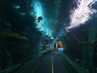 롯데월드 아쿠아리움 - 뽐뿌:모바일갤러리 롯데월드 아쿠아리움