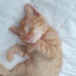 내 냥냥펀치를 받아라 - 뽐뿌:모바일갤러리 내 냥냥펀치를 받아라