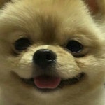 우리집 막둥이 - 뽐뿌:동식물포럼 우리집 막둥이
