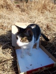 내 고양이 피자 안녕 - 뽐뿌:자유갤러리 내 고양이 피자 안녕
