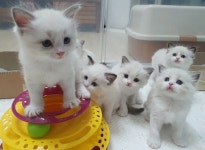 너무 이쁜 인형 냥이 사랑 - 뽐뿌:자유갤러리 너무 이쁜 인형 냥이 사랑