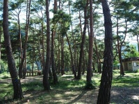 나오니 좋네요.... - 뽐뿌:캠핑포럼 나오니 좋네요....