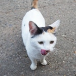 벽화마을 고양이 - 뽐뿌:자유갤러리 벽화마을 고양이