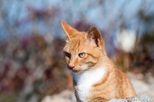 달음산 나무타는 고양이 - 뽐뿌:자유갤러리 달음산 나무타는 고양이