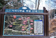 인제 자작나무숲 트레킹 - 뽐뿌:등산포럼 인제 자작나무숲 트레킹