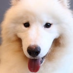 애견카페 - 뽐뿌:자유갤러리 애견카페