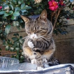 꽃냥이 - 뽐뿌:자유갤러리 꽃냥이