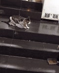 고양이 싸움말리는 강아지 - 뽐뿌:유머/감동 고양이 싸움말리는 강아지