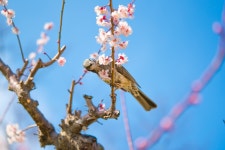 매화, 직박구리 - 뽐뿌:자유갤러리 매화, 직박구리